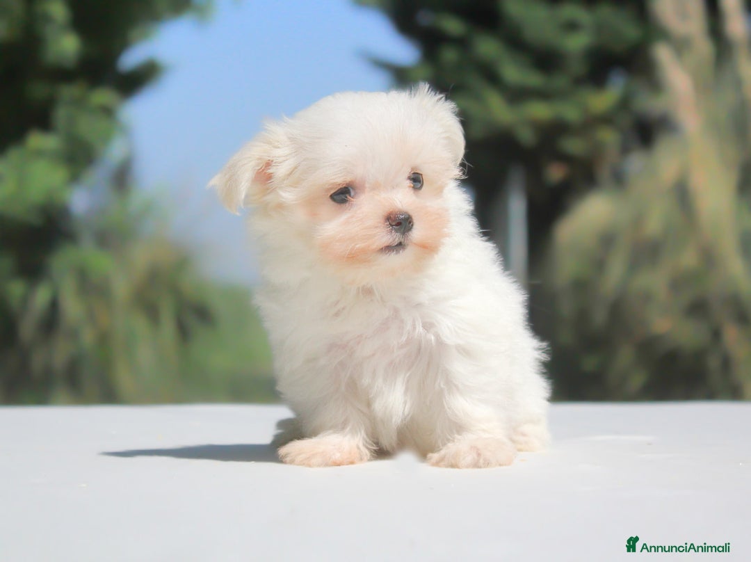 Maltese cani in vendita: Cuccioli di Maltese a Provincia di Pavia - Immagine 9