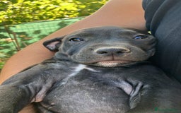 Meticcio cani in vendita: Vendita Cuccioli - Immagine 7