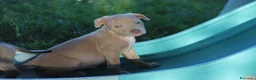 Pitbull cani in vendita: Pit Bull con pedigree anche a rate  - Annuncio 22