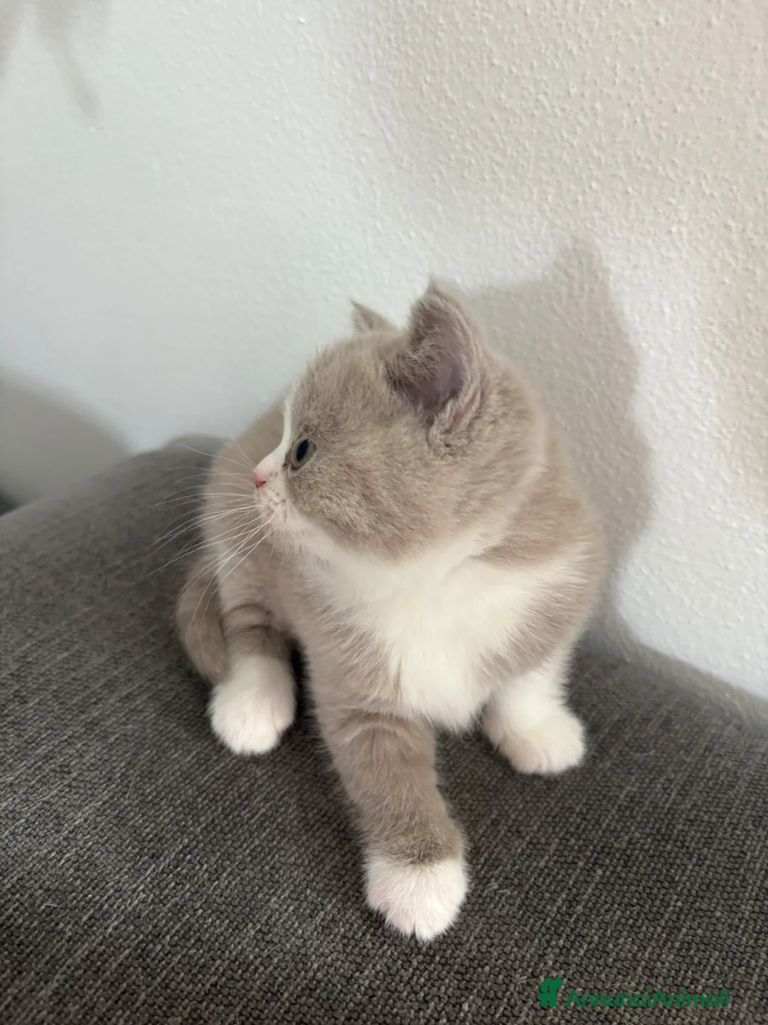 British gatti in vendita: British Shorthair  - Annuncio 9