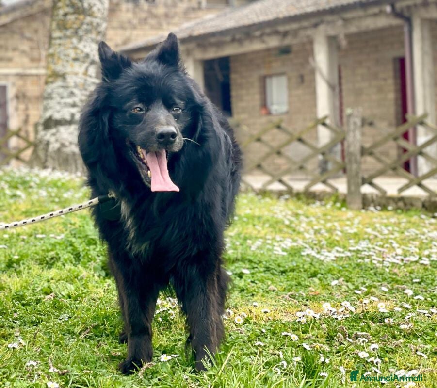 Meticcio cani NONNO NOE' HA BISOGNO DI VOI, ADOZIONE A DISTANZA - Annuncio 7