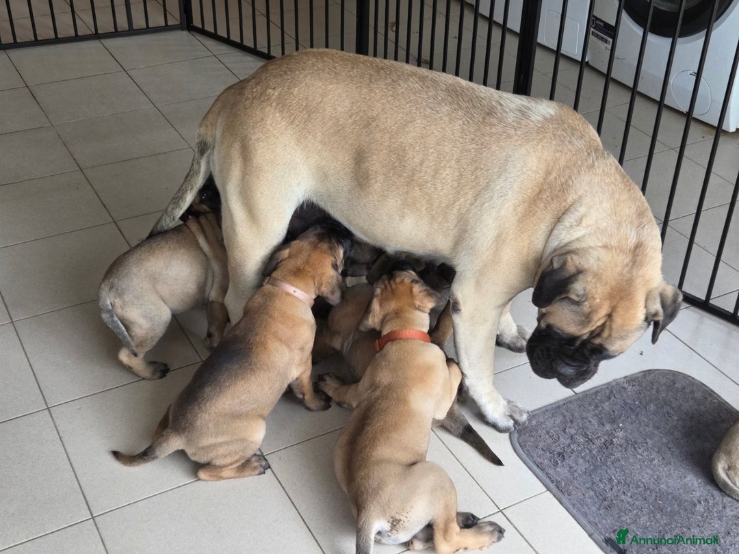 Bullmastiff cani in vendita: Vendo cuccioli di Bullmastiff - Annuncio 2