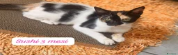 Europeo gatti in regalo: Tanti gattini desiderosi di trovare famiglia  a Provincia di Bergamo - Annuncio 4