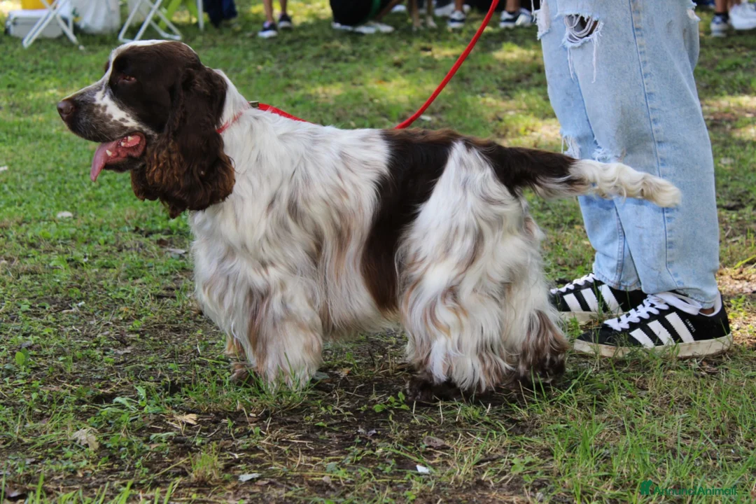 Cocker cani per accoppiamento: Cocker spaniel disponibile per monta a Provincia di Perugia - Annuncio 1