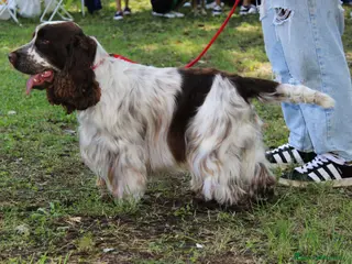 Cocker cani Cocker spaniel disponibile per monta - Annuncio 1