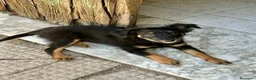 Meticcio cani in regalo: Alma  - Annuncio 5