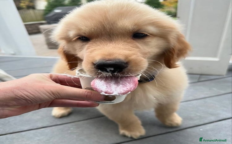 Golden Retriever cani a Città Metropolitana di Firenze - Annuncio 1