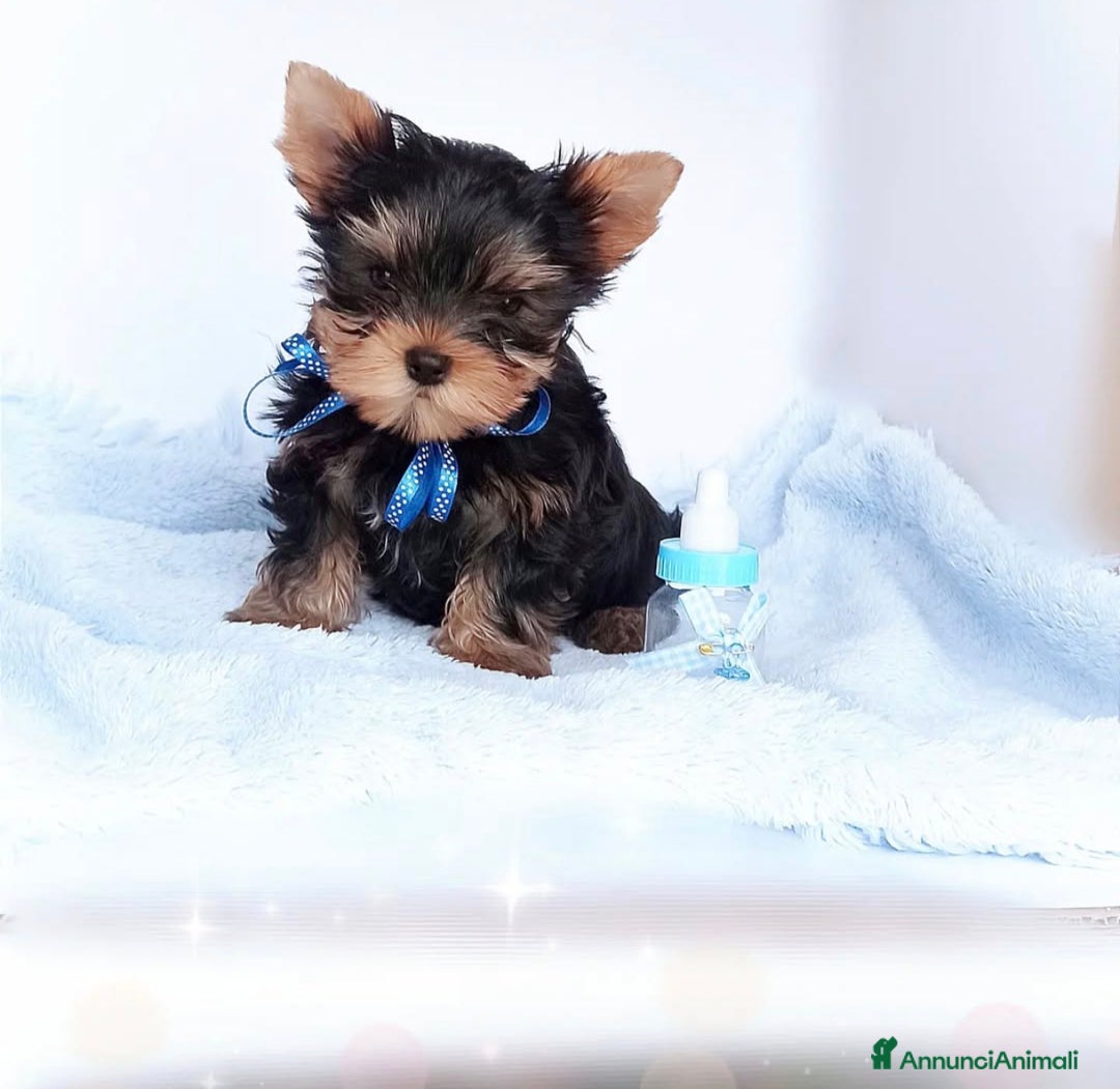 Yorkshire cani in vendita: Yorkshire terrier  - Annuncio 3