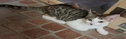 Europeo gatti in regalo: Ribes e Yoghi, bellissimi fratellini - Annuncio 2