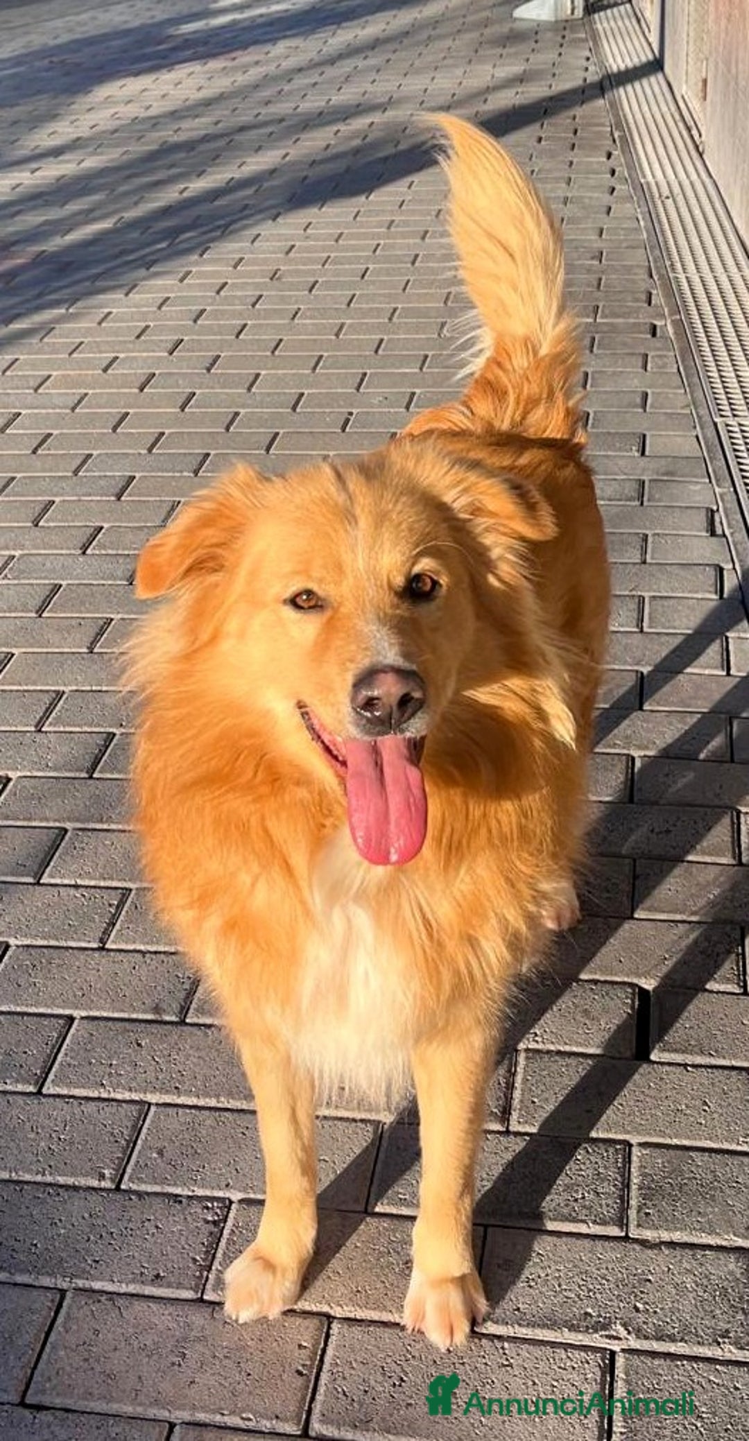 Meticcio cani in regalo: DIOR CAGNOLINO FULVO - Annuncio 1