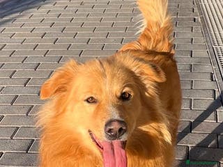 Meticcio cani DIOR CAGNOLINO FULVO - Annuncio 37