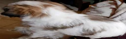 Shih Tzu cani in vendita: Cuccioli di shitzu a Città metropolitana di Roma Capitale - Annuncio 4