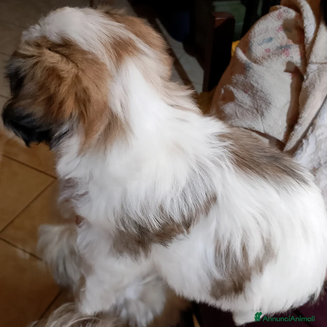 Shih Tzu cani in vendita: Cuccioli di shitzu a Città metropolitana di Roma Capitale - Annuncio 4