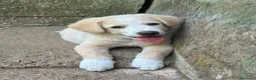 Meticcio cani in regalo: Elio aspetta la sua famiglia ❤️ a Città Metropolitana di Bologna - Annuncio 4