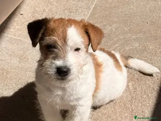 Jack Russell cani Maschio Disponibile - Annuncio 4