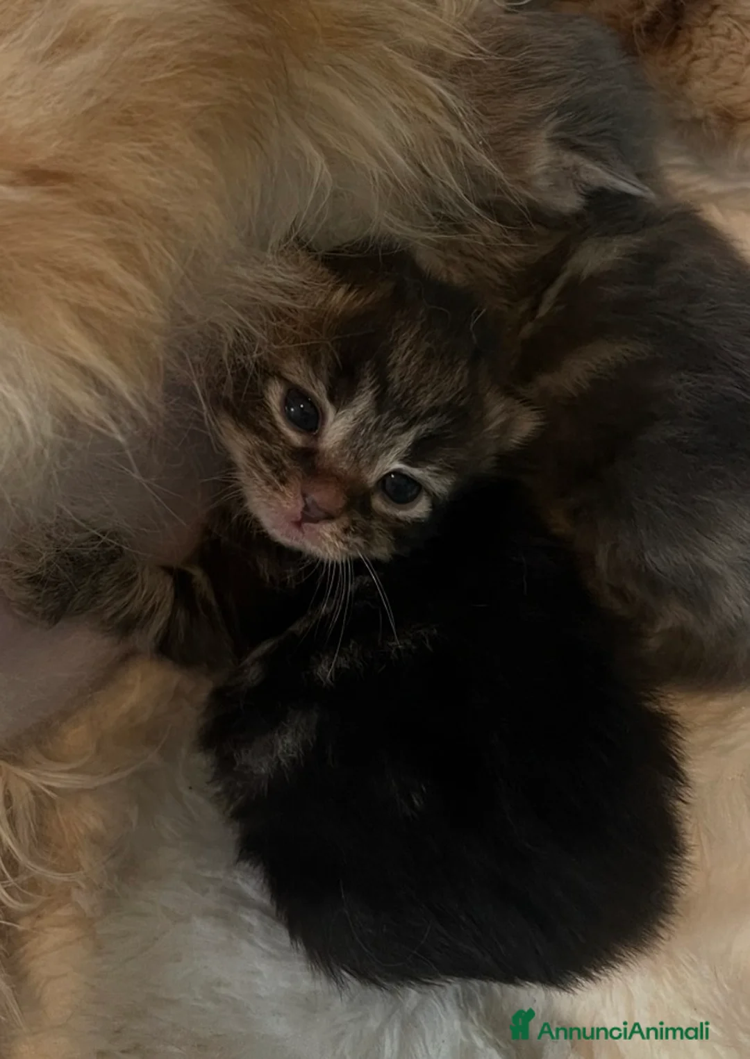 Siberiano gatti in vendita: Cuccioli di gatto siberiano  - Annuncio 3