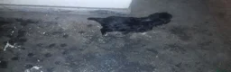 Meticcio cani in vendita: cuccioli pastore della lessinia - Annuncio 16