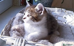 Persiano gatti in vendita: Gatto - Gattino persiano cucciolo maschio  a Provincia di Vercelli - Immagine 5