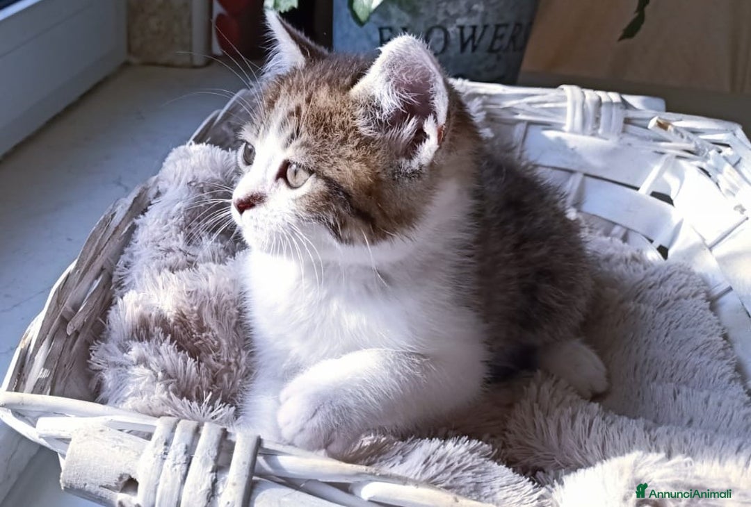 Persiano gatti in vendita: Gatto - Gattino persiano cucciolo maschio  a Provincia di Vercelli - Immagine 5