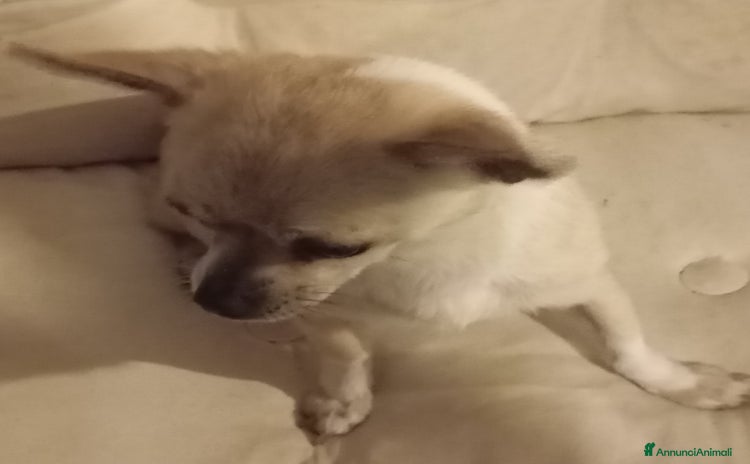 Chihuahua cani Chihuahua adulta - Annuncio 11