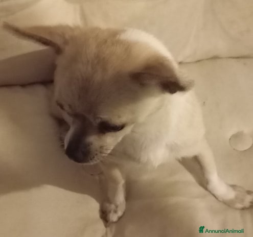 Chihuahua cani - Annuncio 9