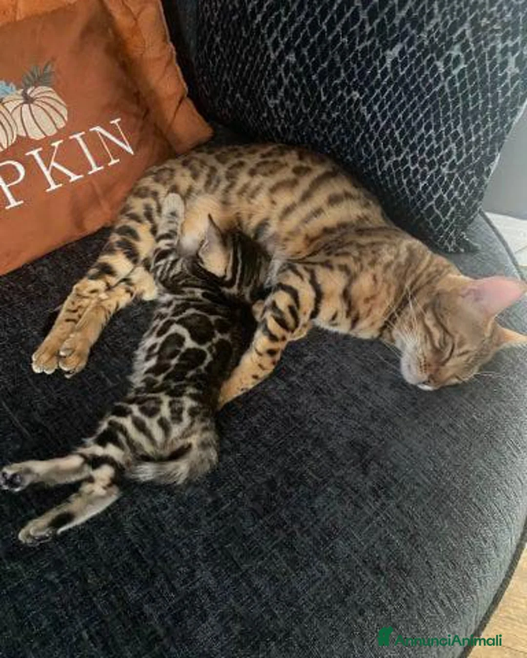 Bengala gatti in vendita: Gattina Bengala - Annuncio 6