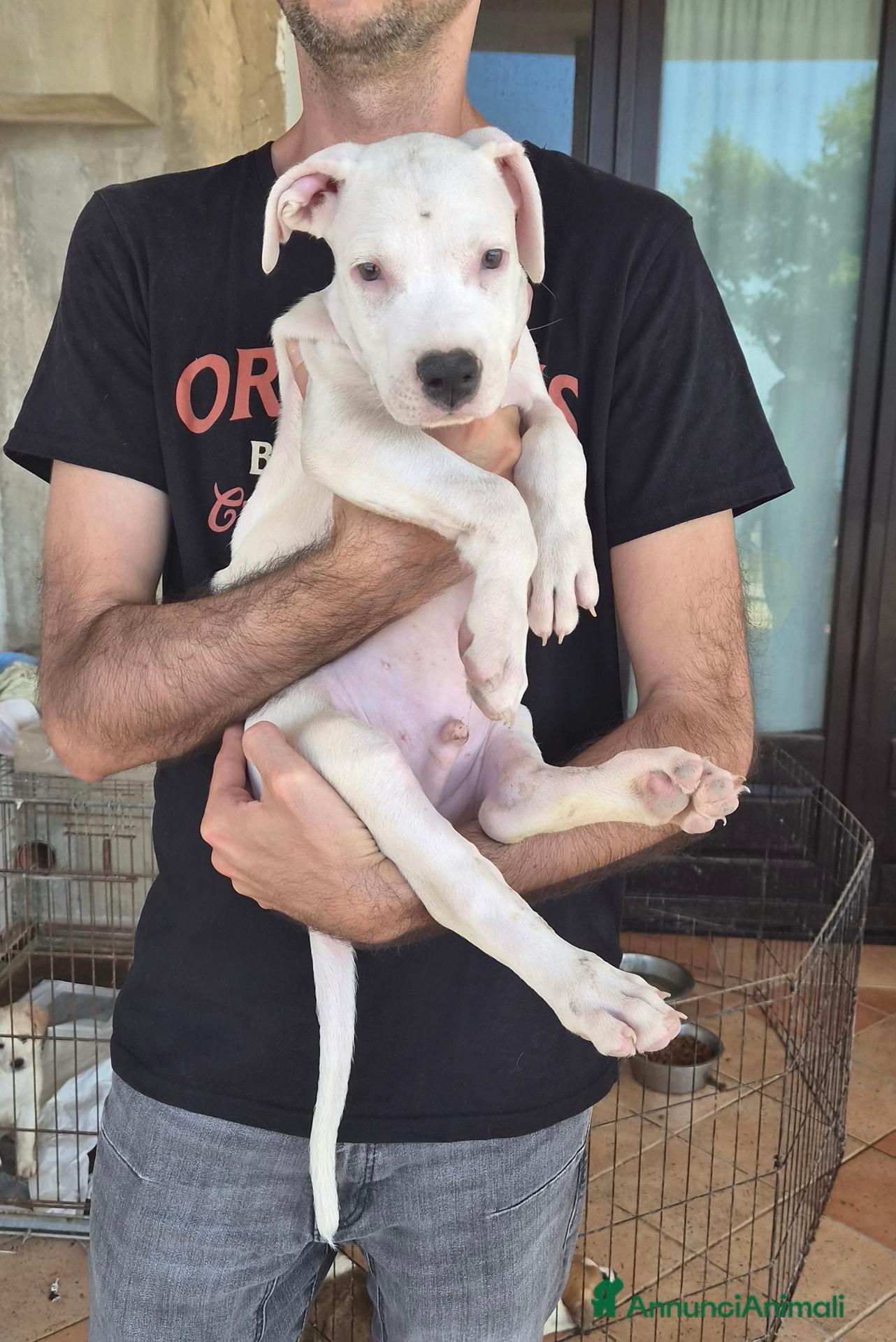 Meticcio cani Cucciolo simil pitbull o dogo argentino  - Annuncio 2