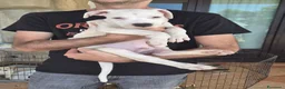 Meticcio cani in regalo: Cucciolo simil pitbull o dogo argentino  a Provincia di Monza e della Brianza - Annuncio 1