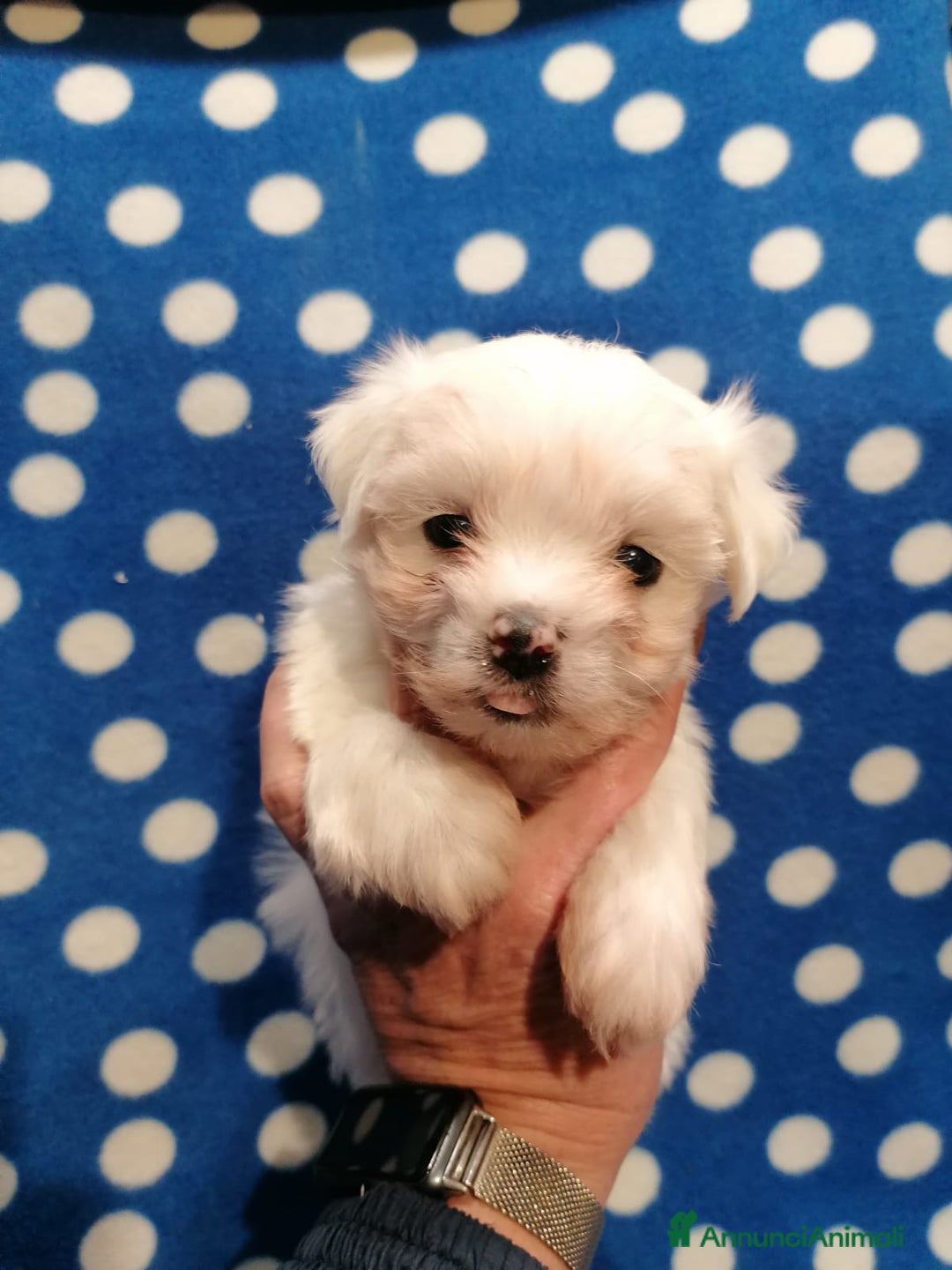 Maltese cani in vendita: Maltese cuccioli - Annuncio 7