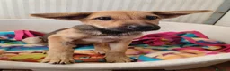 Meticcio cani in regalo: Elide, dolcissima cucciola in adozione - Annuncio 5