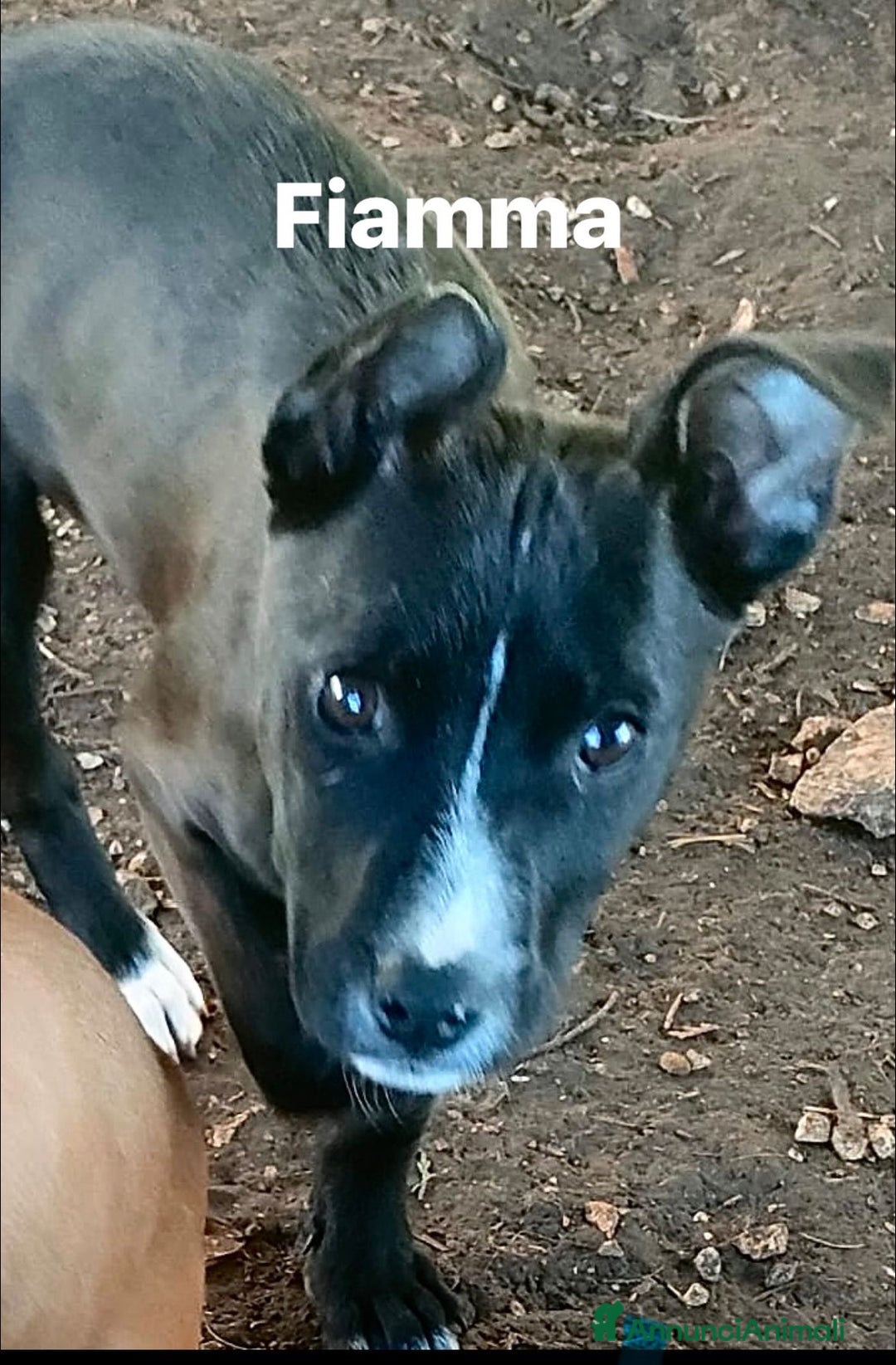 Pitbull cani in regalo: Splendide cucciole di pitbull in regalo - Annuncio 3