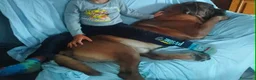 Cane Corso cani in regalo: Regalo cane corso  a Provincia di Sondrio - Annuncio 5
