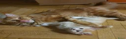 Maine Coon gatti in vendita: Ultima cucciola maine coon - Annuncio 6