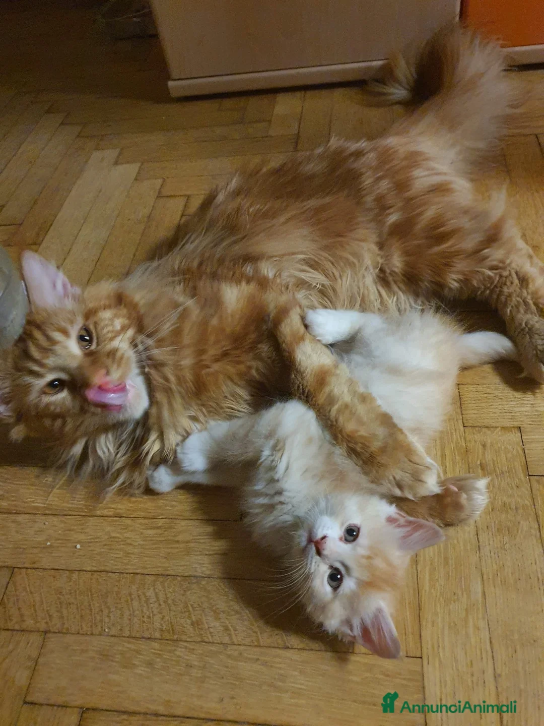 Maine Coon gatti in vendita: Ultima cucciola maine coon - Annuncio 6