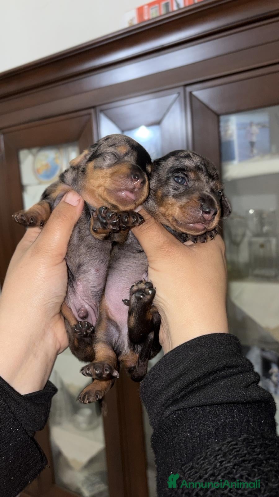 Bassotto cani Cuccioli Bassotto Arlecchino maschi  - Annuncio 2