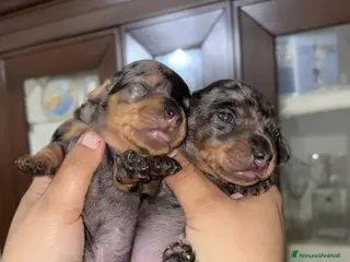 Bassotto cani Cuccioli Bassotto Arlecchino maschi - Annuncio 2