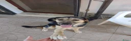 Meticcio cani in regalo: Splendido Simil Pastore di 9 mesi (Catania) - Annuncio 14