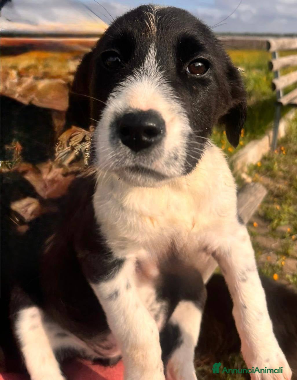 Meticcio cani Cuccioli bellissimi e giocherelloni - Annuncio 4