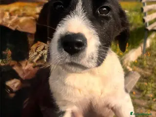 Meticcio cani Cuccioli bellissimi e giocherelloni - Annuncio 4