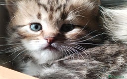 Siberiano gatti in vendita: SIBERIANI GATTINI IPOALLERGENICI  a Provincia di Brescia - Immagine 8