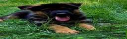 Pastore Tedesco cani in vendita: Pastore tedesco cuccioli - Annuncio 2