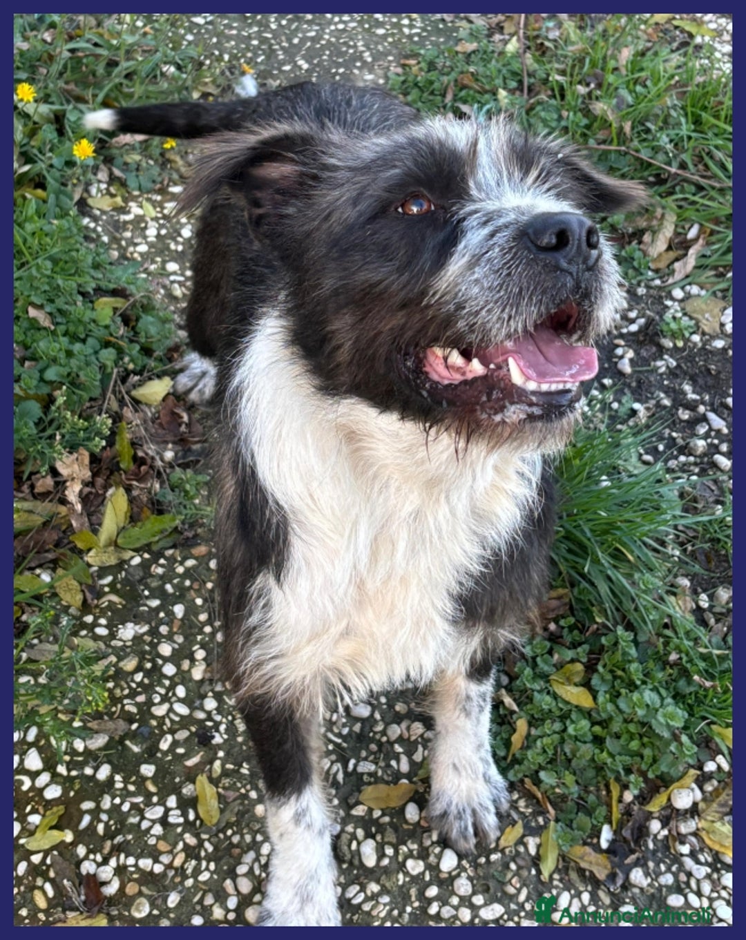 Meticcio cani in regalo: ROCCO 2-3 ANNI BELLO E PIENO DI VITA E' URGENTE  a Città metropolitana di Milano - Annuncio 2