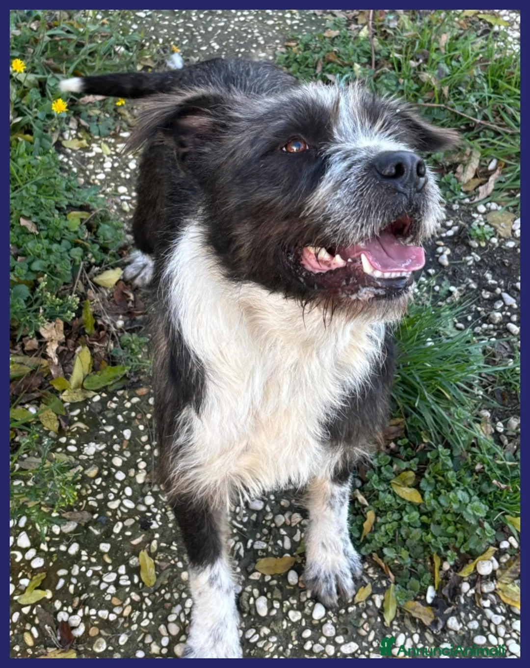 Meticcio cani in regalo: ROCCO 2-3 ANNI BELLO E PIENO DI VITA E' URGENTE  a Città metropolitana di Milano - Annuncio 2