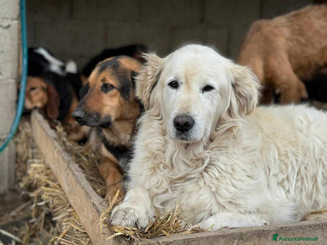 Meticcio cani in regalo: MARLEY, il gigante più buono di tutti - Annuncio 3