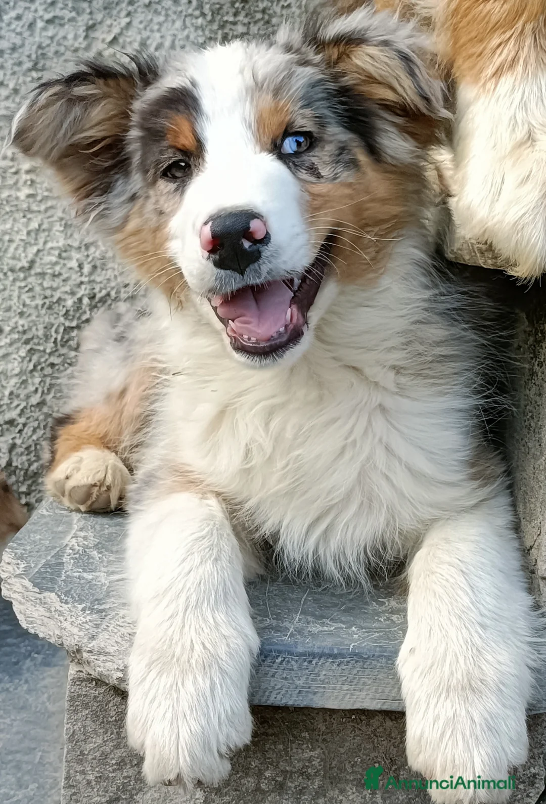 Australian Shepherd cani in vendita: Cuccioli di pastore australiano con pedigree  - Annuncio 7
