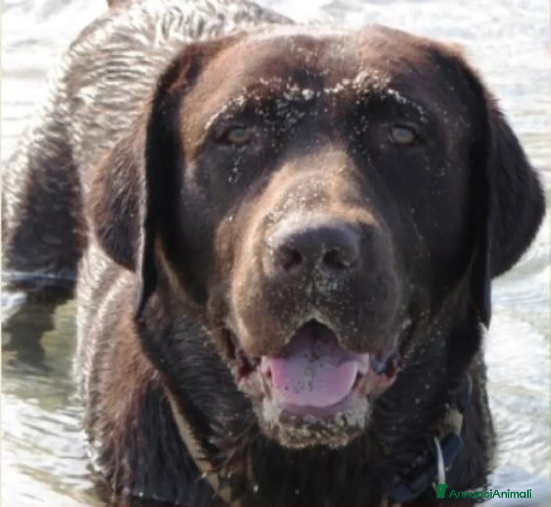 Labrador cani in vendita: Labrador Retriever_cucioli neri - Annuncio 2