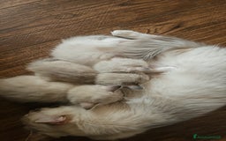 Ragdoll gatti in vendita: Ragdoll a Città Metropolitana di Torino - Immagine 5