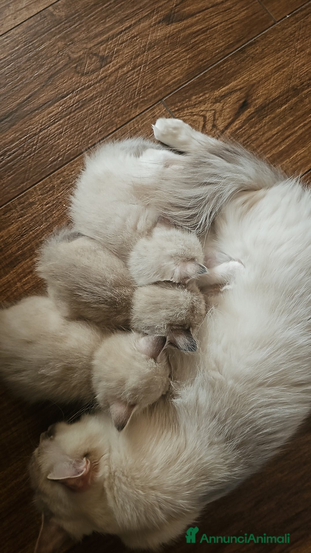Ragdoll gatti in vendita: Ragdoll a Città Metropolitana di Torino - Immagine 5