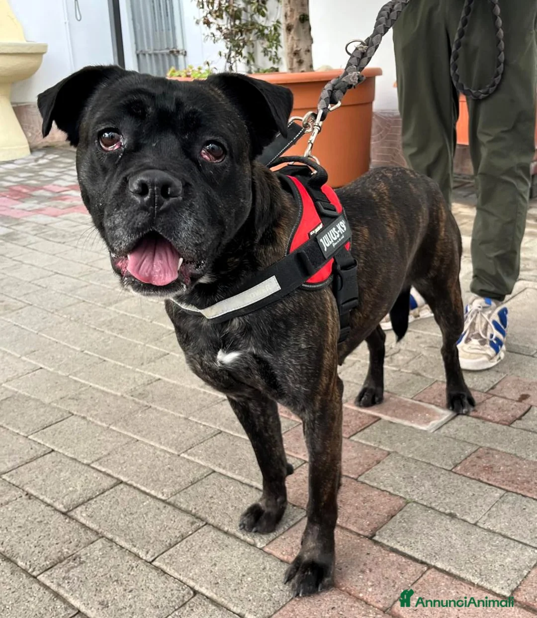 Meticcio cani in regalo: CHERRY BOXERINA - Annuncio 2