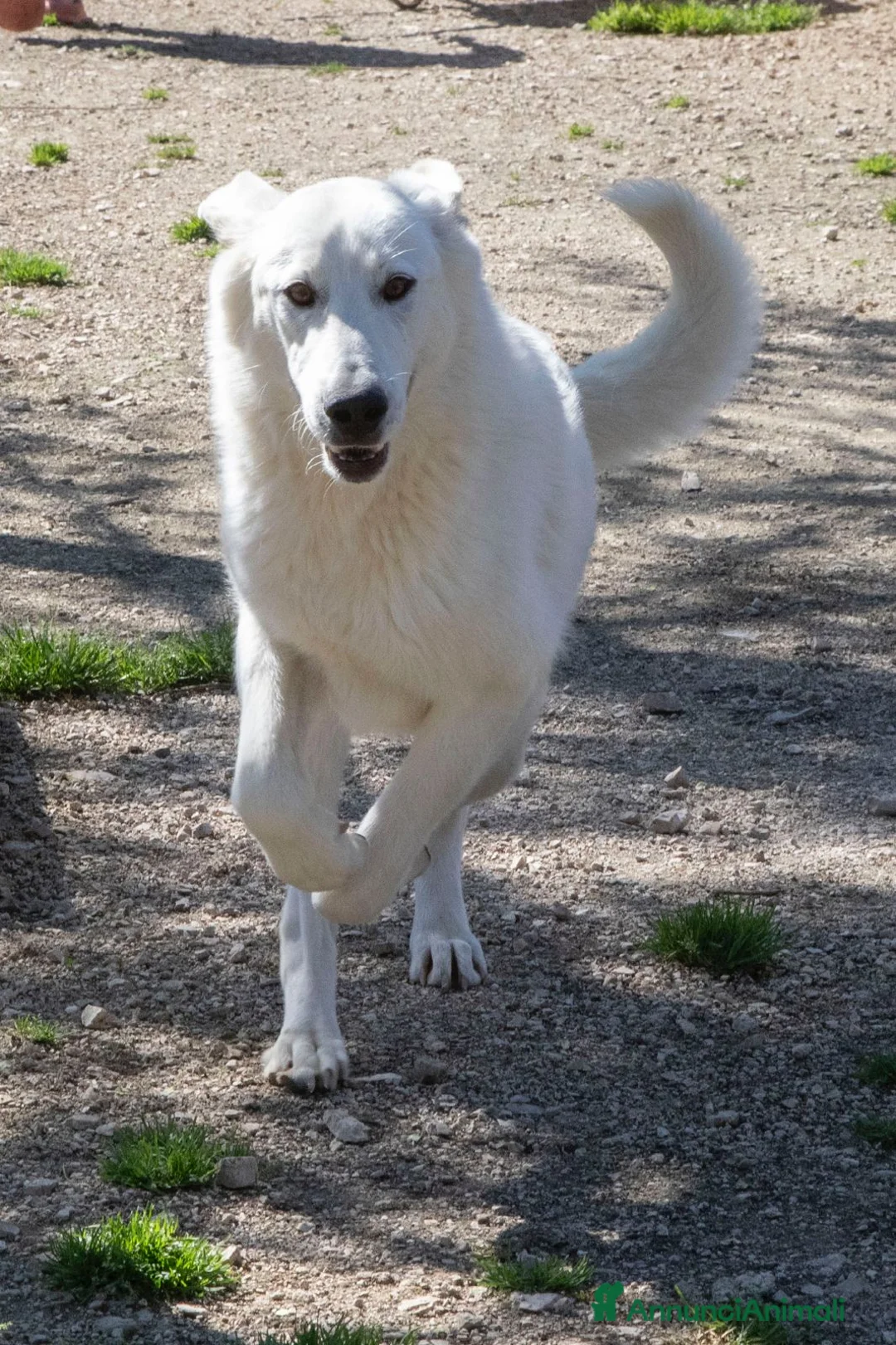 Meticcio cani in regalo: TENERISSIMA NUVOLA BIANCA a Provincia di Piacenza - Annuncio 6